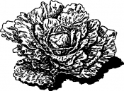All Year Round - Early Frame , Lettuce